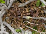 Cetraria islandica-4.jpg